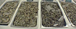 Fresh Shrimp in a variety of sizes - Little River, South Carolina